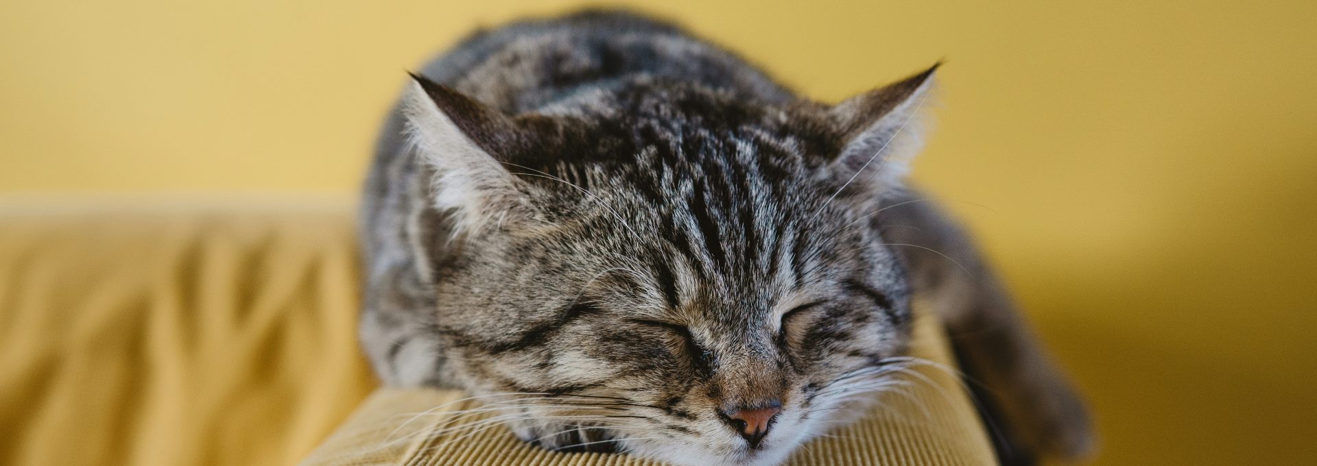 shallow focus photography of brown tabby kitten on couch