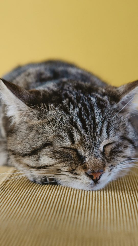 shallow focus photography of brown tabby kitten on couch